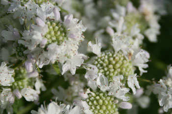Mountain mint
